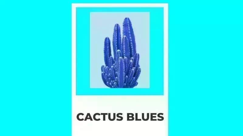 Cactus Blues at Don Lupe Grill